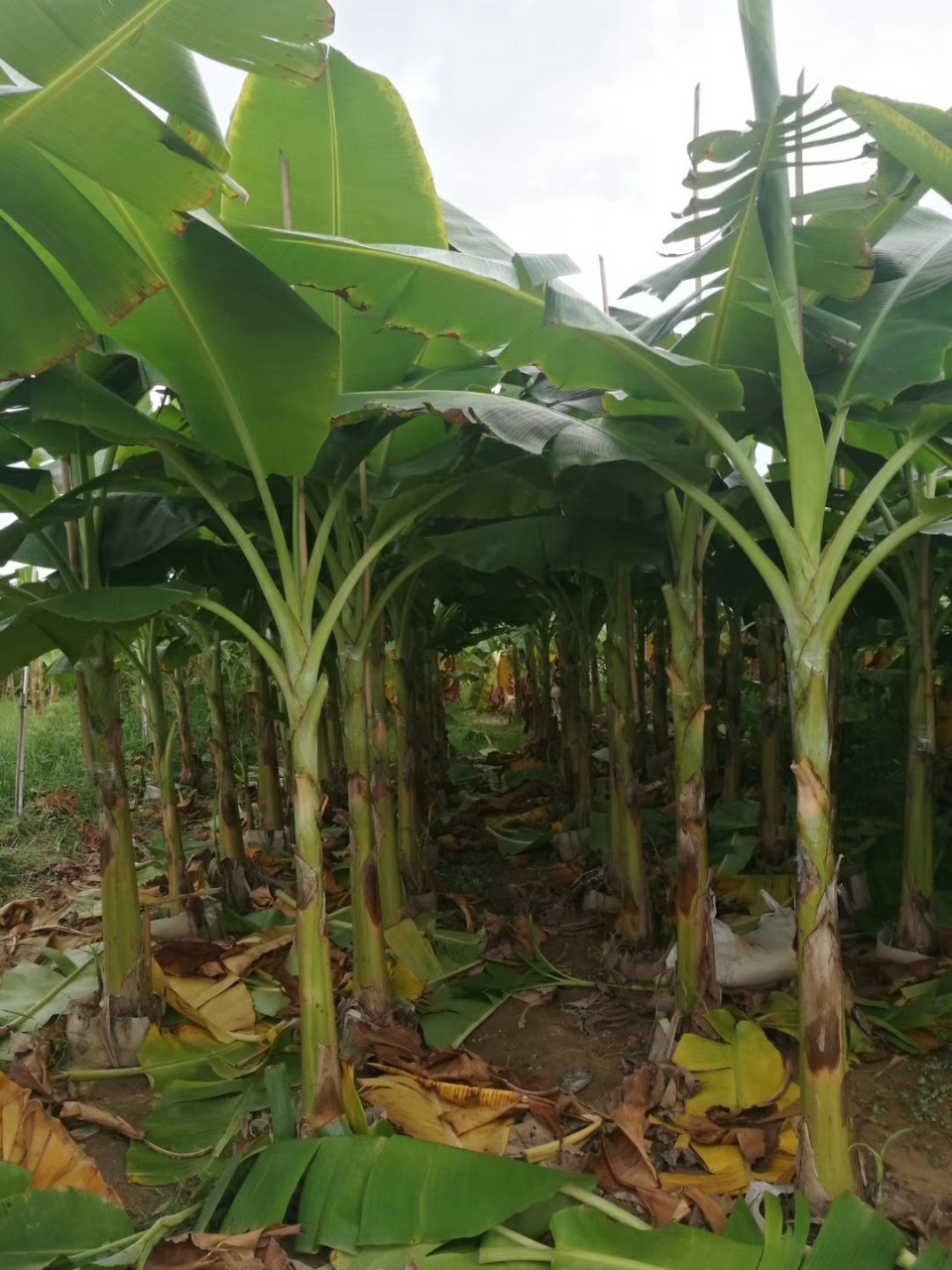 903供应芭蕉树253米高袋苗芭蕉香蕉树