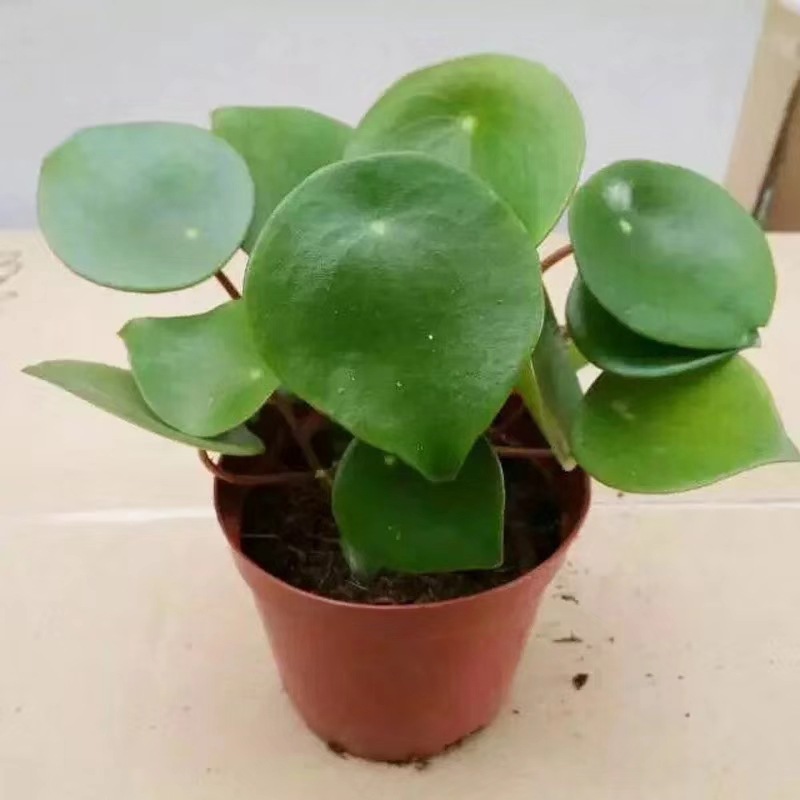 办公室观赏植物小盆栽豆瓣绿荷叶碧玉a90杯 月销量大 花卉批发