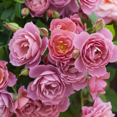 庭院阳台月季花 葵 微香灌木多头四季开花玫瑰花盆栽桌面绿植花卉