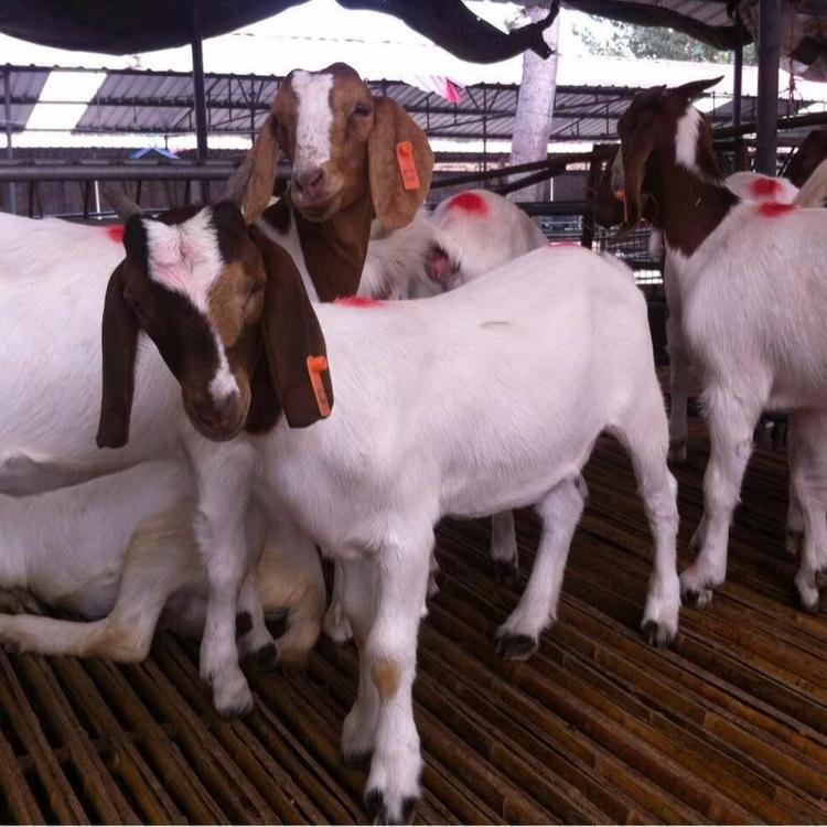 嘉旺波尔山羊可食用肉羊养殖场 供应肉羊山羊体重斤数可供选择