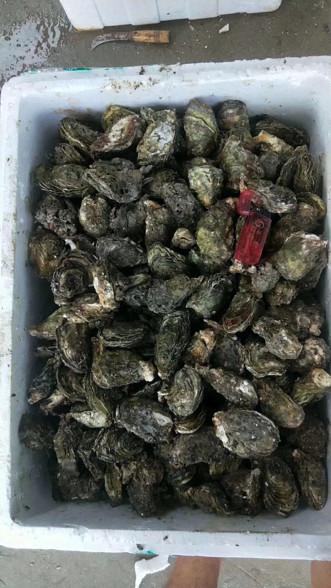 批发生蚝 烧烤生蚝产地直销 生蚝鲜活牡蛎批发价 一手货源生蚝