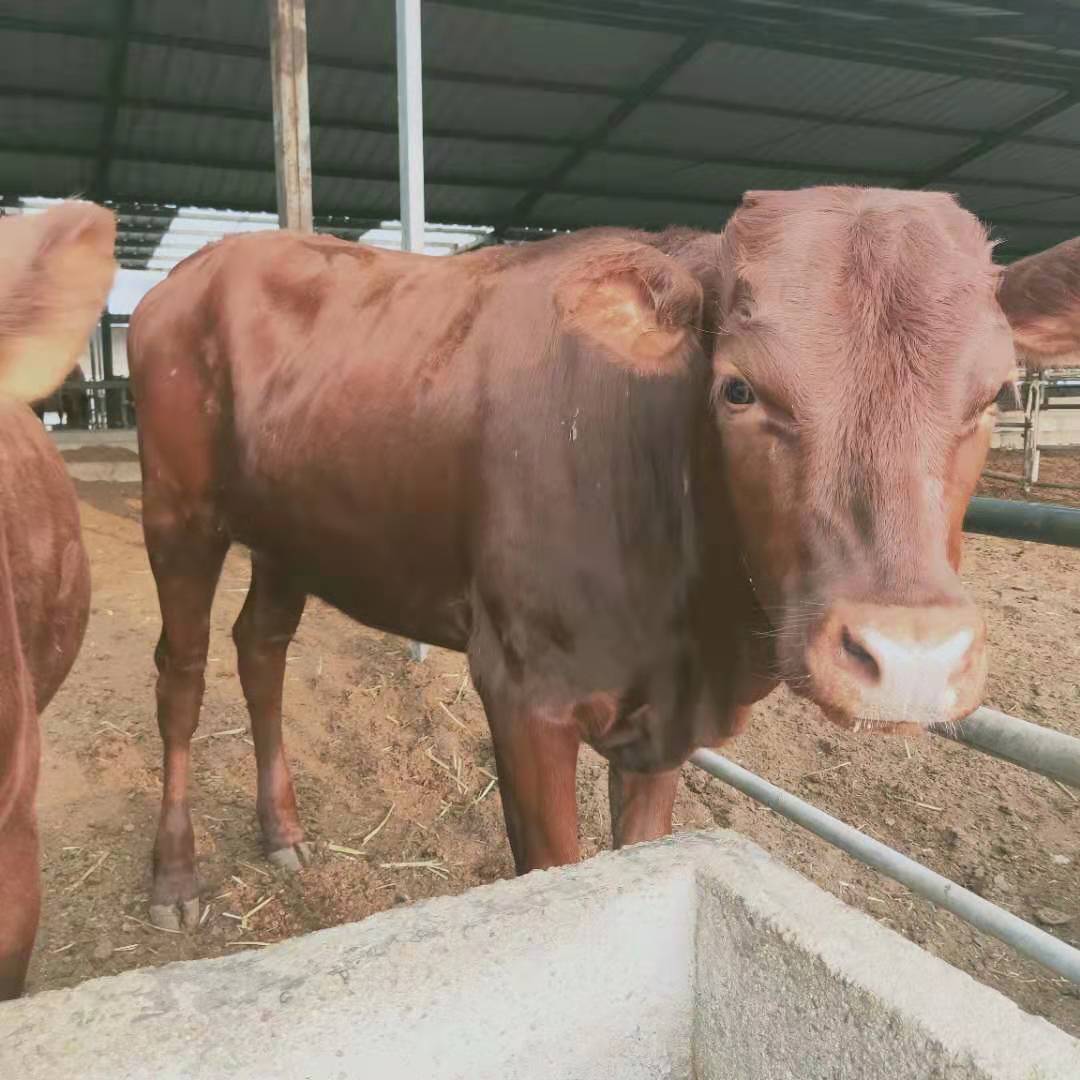 西门塔尔牛养牛场 改良肉牛多少钱 牛苗品种齐全 山东养牛场