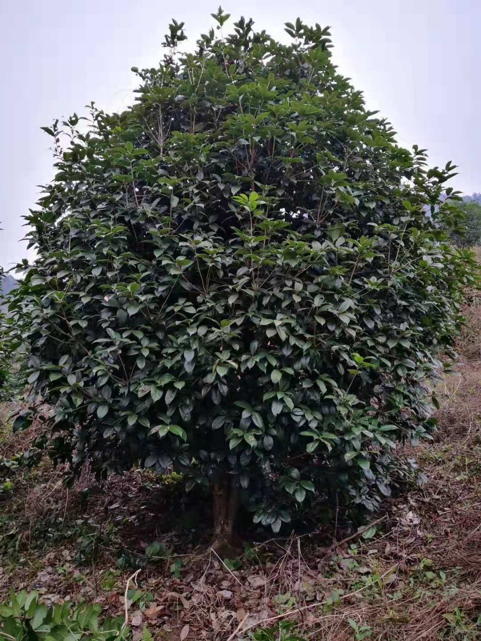 丛生桂花树袋苗,桂花树价格,金桂广西产地出售138078732002