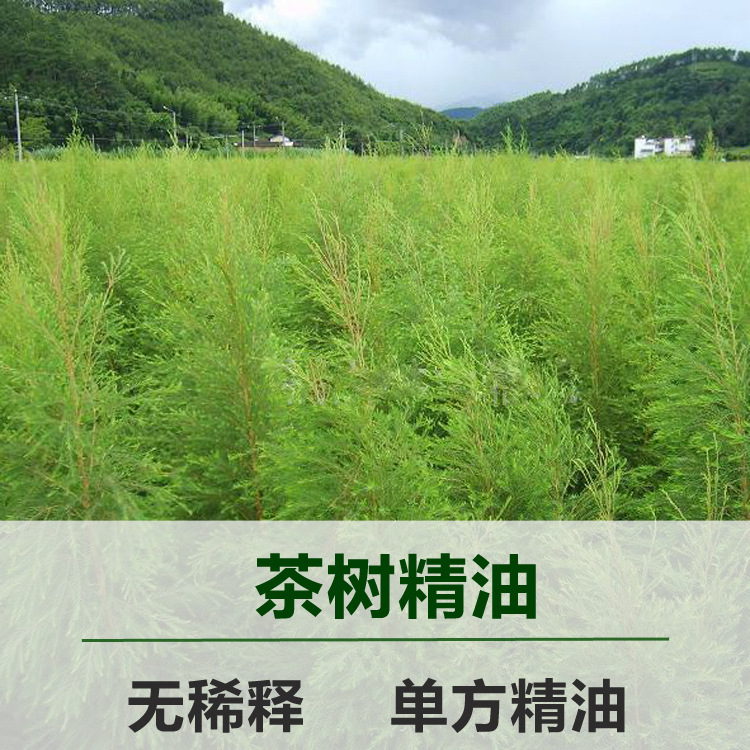 无勾兑茶树精油批发单方互叶白千层油植物香薰精油批发茶树油精油