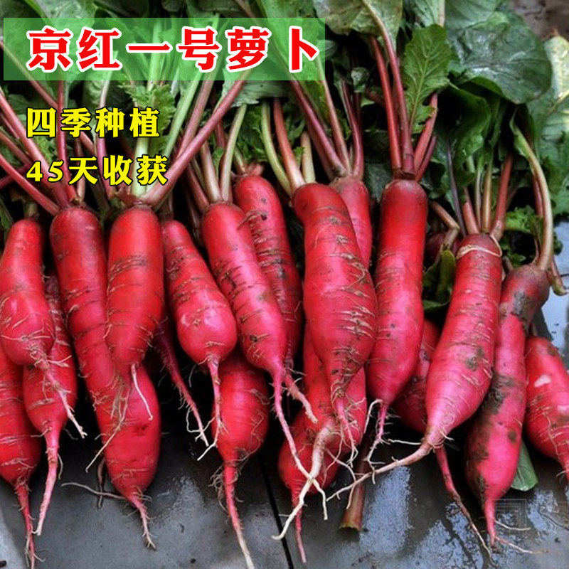 京红一号水萝卜种子水果萝卜红皮白肉春蔬菜种孑籽甜味春季秋季农