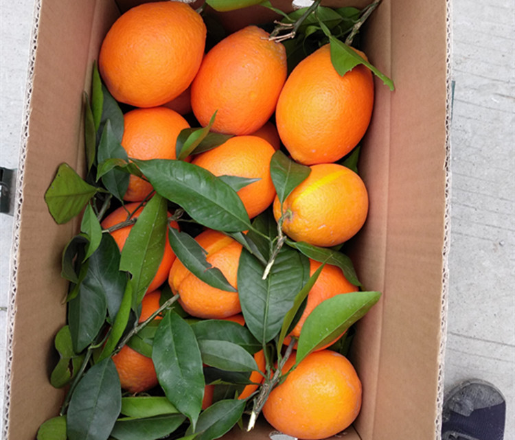 奉节脐橙子72-1中大果5斤装包邮果园一件代发 现摘不打蜡新鲜果