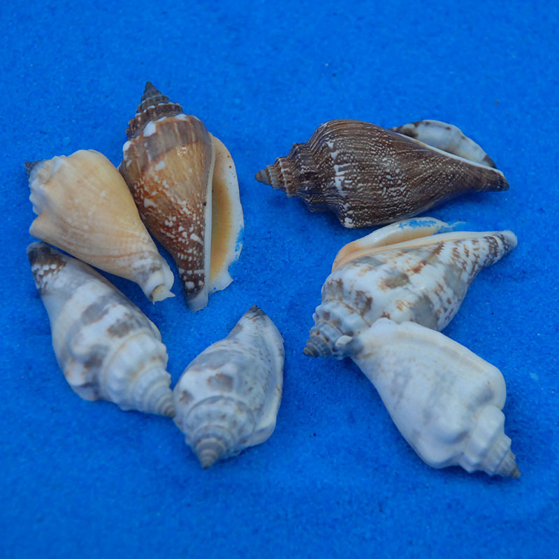 黑口螺 天然巧克力色贝壳 工艺原料 海洋家居装饰品标本螺 鱼缸用