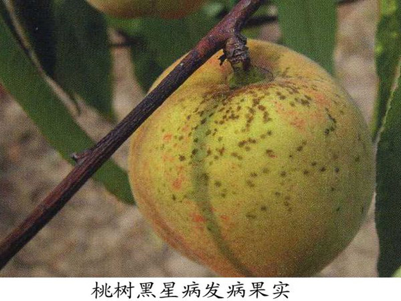 桃黑星病