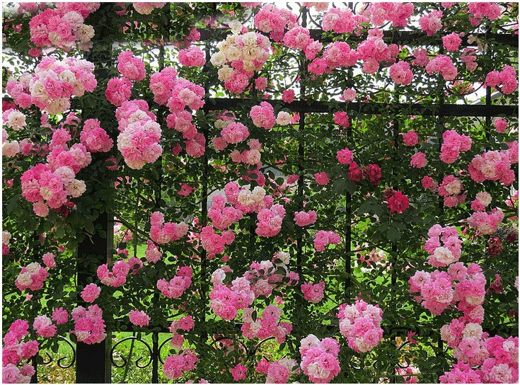 蔷薇花苗 耐寒爬藤月季玫瑰 爬墙浓香型庭院室内 开花卉盆栽植物