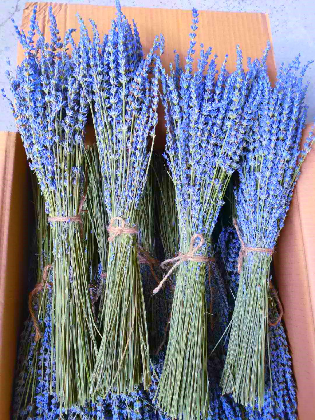 新疆薰衣草干花