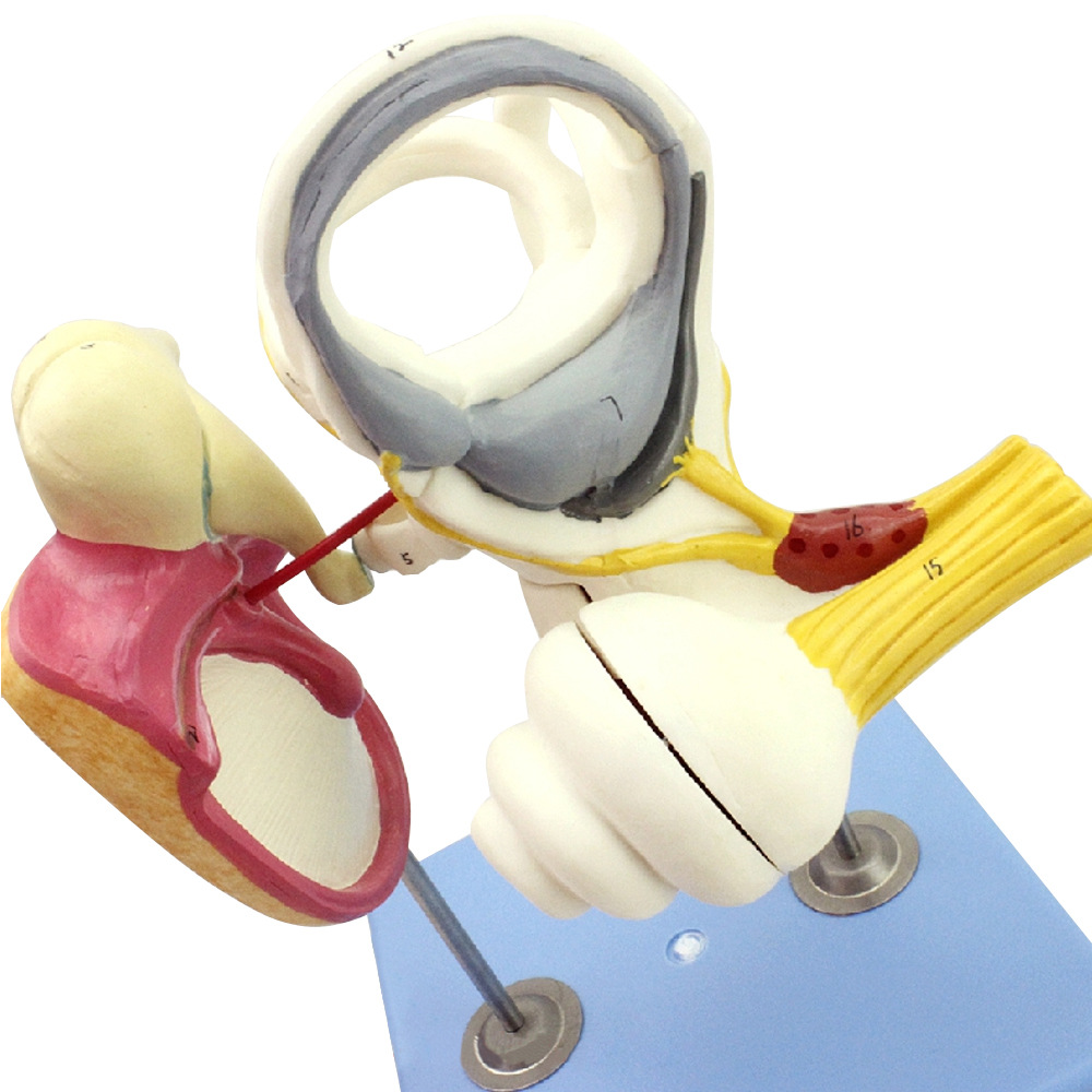 人体内耳迷路听小骨鼓膜耳蜗模型 耳鼻喉科医患沟通教具