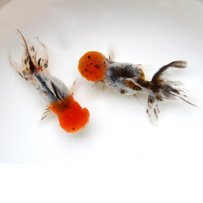 狮子头金鱼活体观赏鱼冷水鱼五花狮子头金鱼宠物小型金鱼