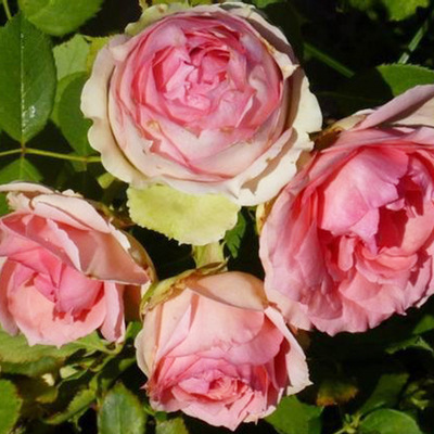 阳台花园四季开花粉色玫瑰花苗第一夫人大花浓香观花花卉盆栽花卉