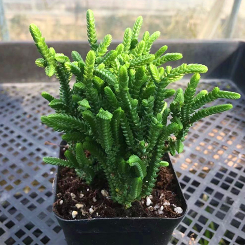 若绿青锁龙多肉植物盆栽花卉新手好养多肉植物基地直销量大从优