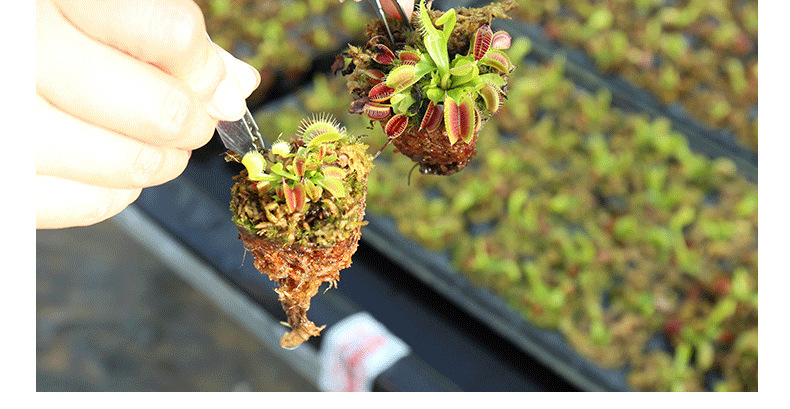 捕蝇草盆栽室内植物驱蚊草扑蝇草防蚊食虫植物食人花吃蚊草食蝇草