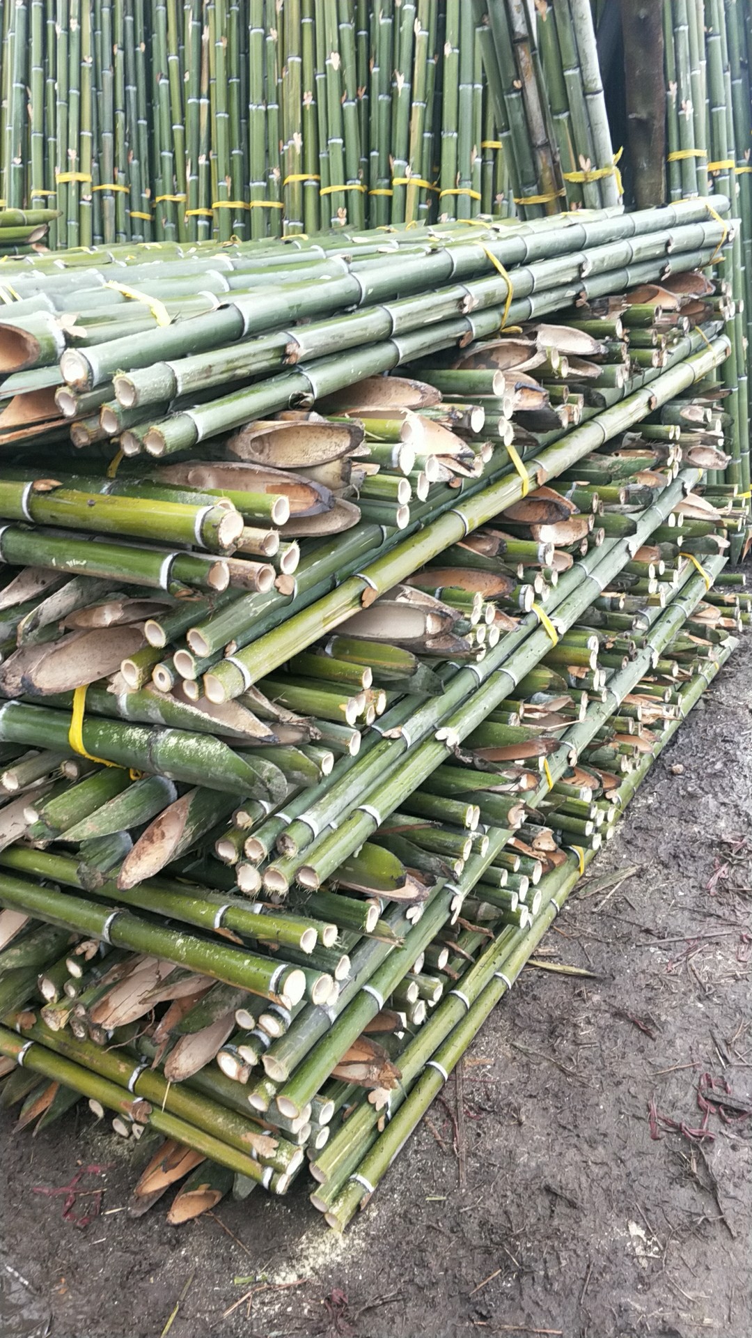 【促销优惠】菜架粗细拇指竹搭大棚大毛竹尾规格齐全欢迎选购
