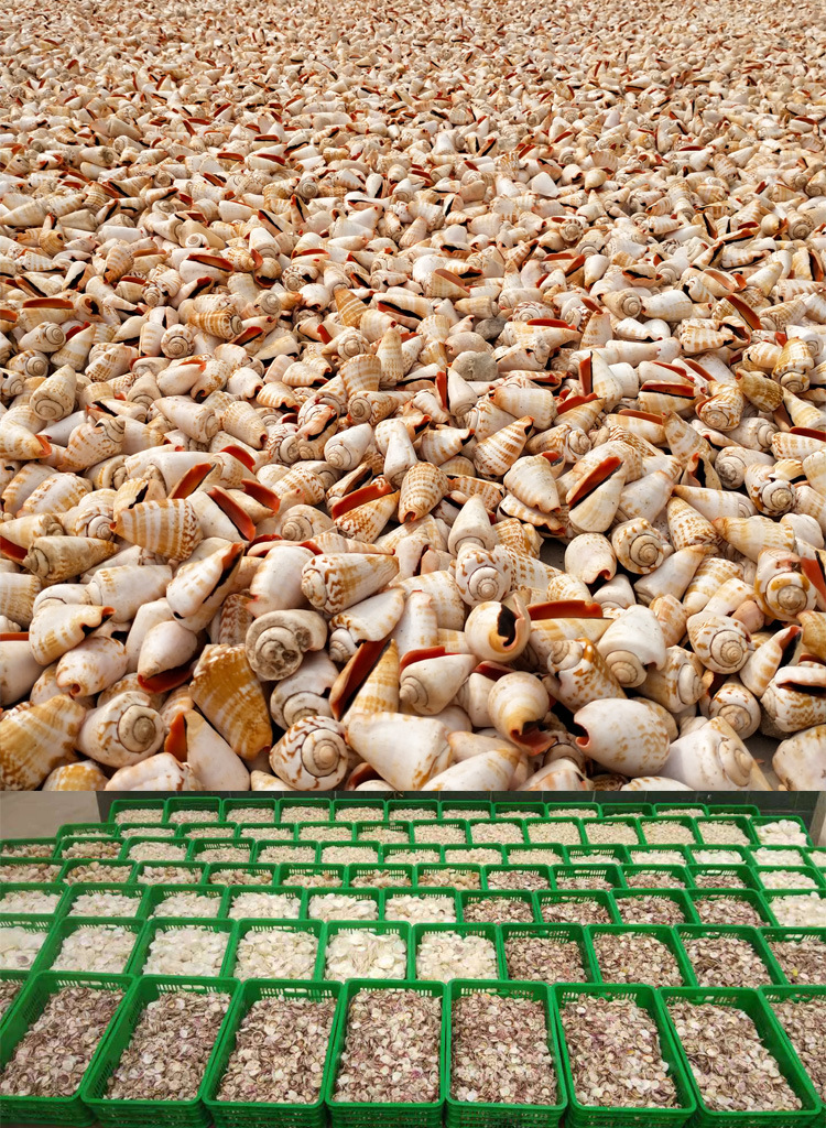 鱼缸水族箱造景摆件仙女螺贝壳 天然海螺工艺品原材料批发diy材料