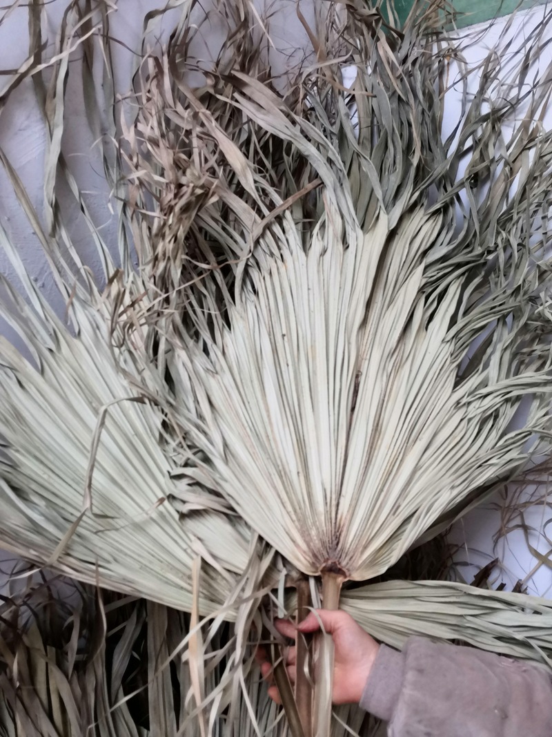 【多品种蒲扇叶】产地多个品种蒲葵叶婚庆用叶材拍照道具美陈布置