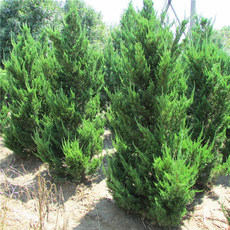 绿化绿篱柱_常绿龙柏1-5米柱冠幅40-120cm规格全量大直供 - 阿里巴巴
