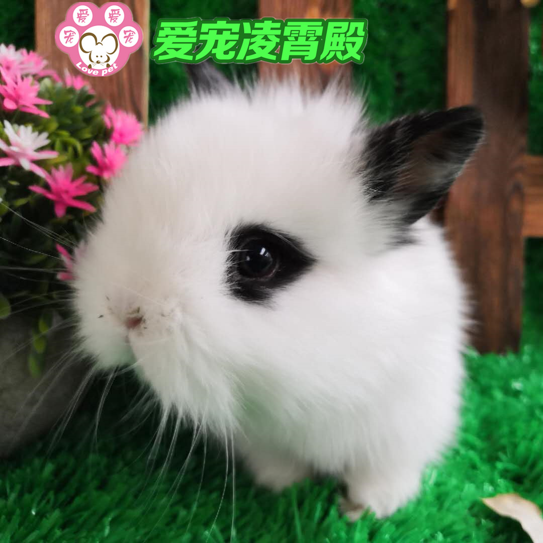 特价热卖纯种侏儒兔子活体活物迷你猫猫兔侏儒道奇兔宠物专业批发