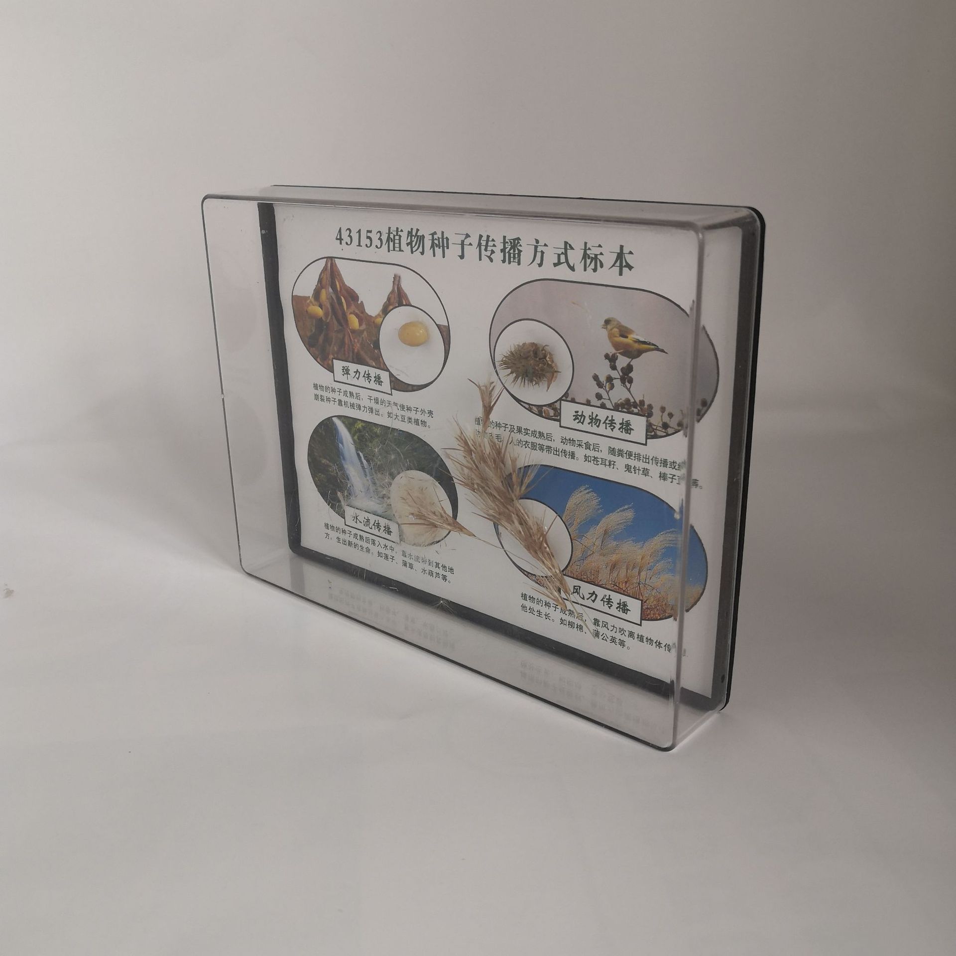 植物种子传播方式标本j43153小学科学生物