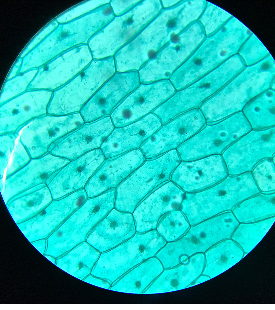 精美包装35片生物标本中小学生科普教学显微镜 生物切片