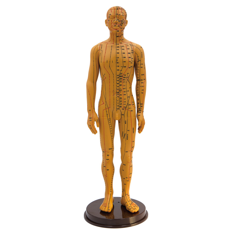 人体经络穴位全身十二铜人模特图小人扎针练习男针灸模型fml002