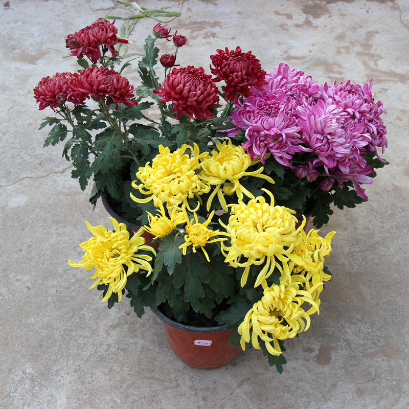 菊花盆栽花卉观花植物室内桌面绿植阳台大菊花苗带土发货国庆秋菊