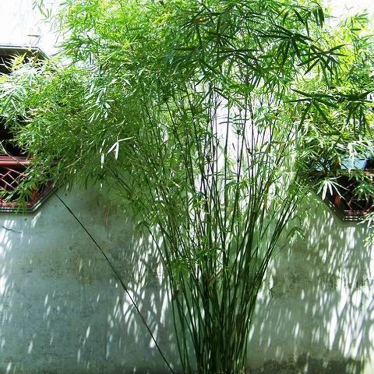 毛竹种子 青竹苗籽 楠竹刚竹种子 四季竹子 雷竹食用竹笋种子