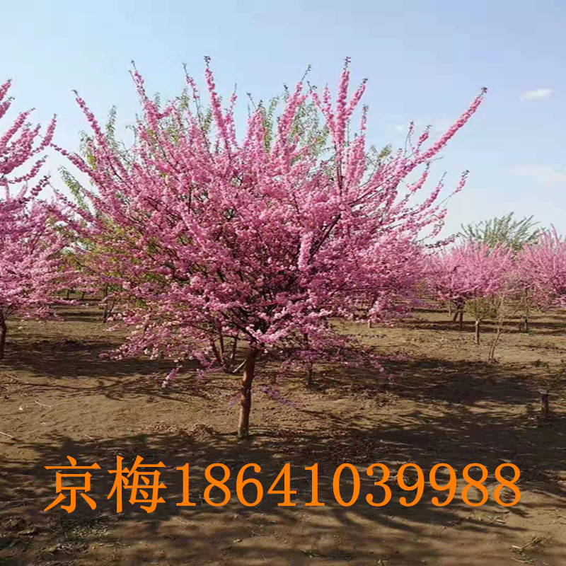 批发 京梅树苗 京梅杆球 绿化观赏树 树形好 价格优惠