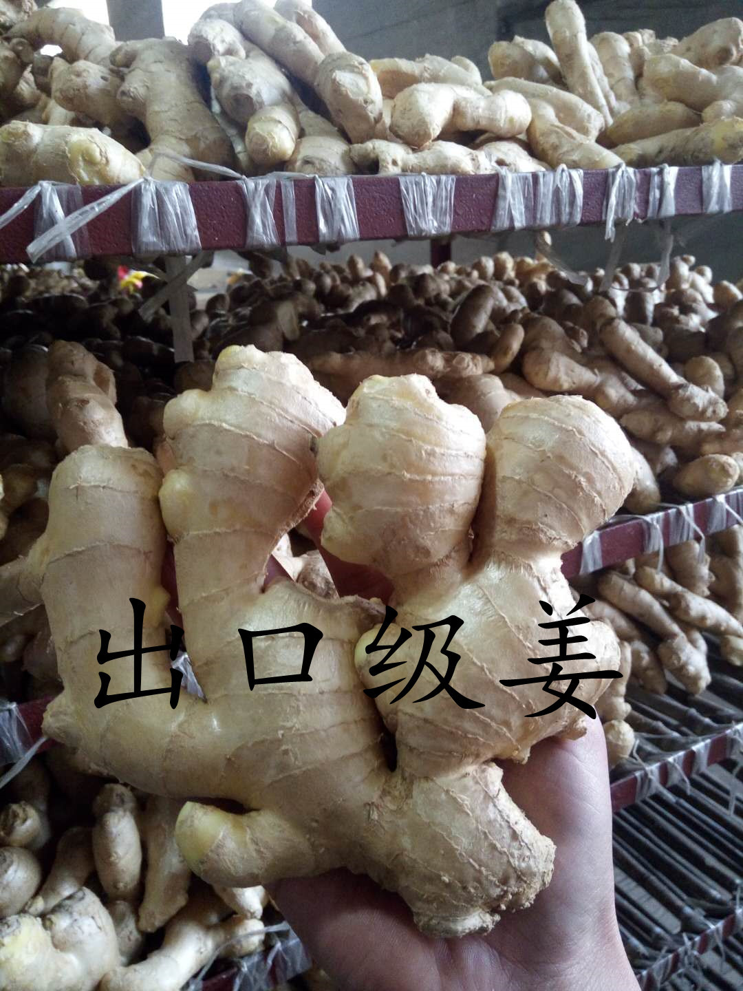 大姜运往海外各地价格优惠 专供科威特南非生姜以色列姜