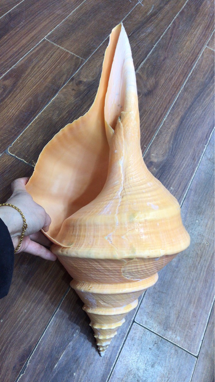 极少见超大40厘米澳洲长香螺,法螺,天然贝壳海螺,听海风的声音