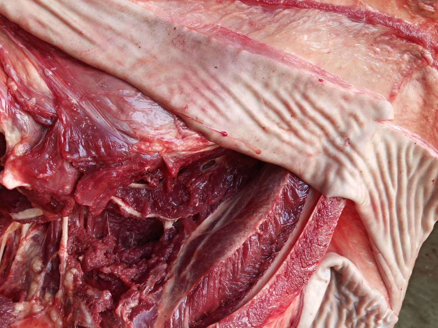 带皮驴肉 纯鲜驴肉厂家直供 价格低货源好 货发全国13325088863