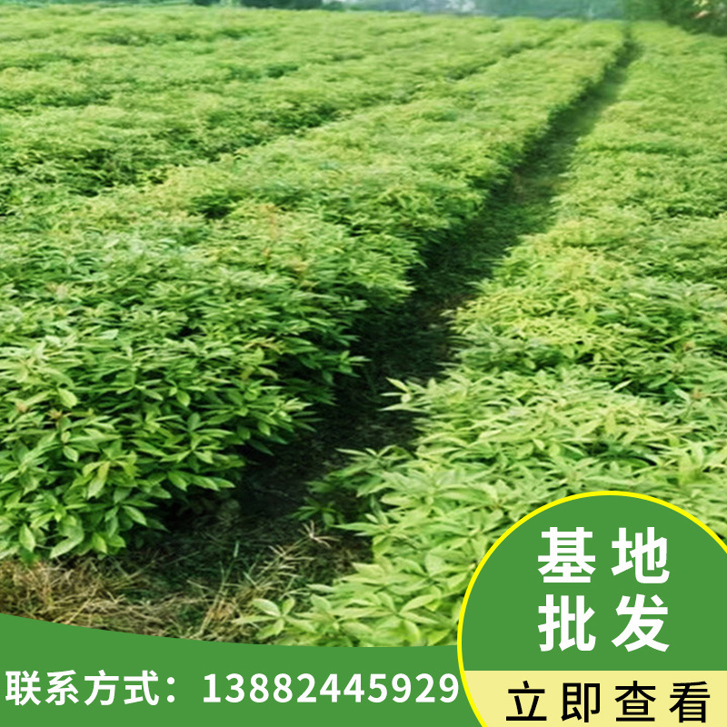 基地批发名贵树种金丝楠木苗高4080cm别墅庭院观赏楠木树苗