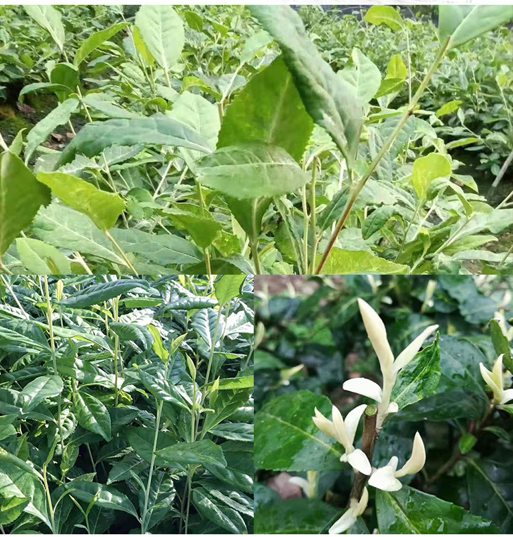 茶农直供奶白茶苗极白新安4号中白4号茶苗基地批发 新品种茶树苗