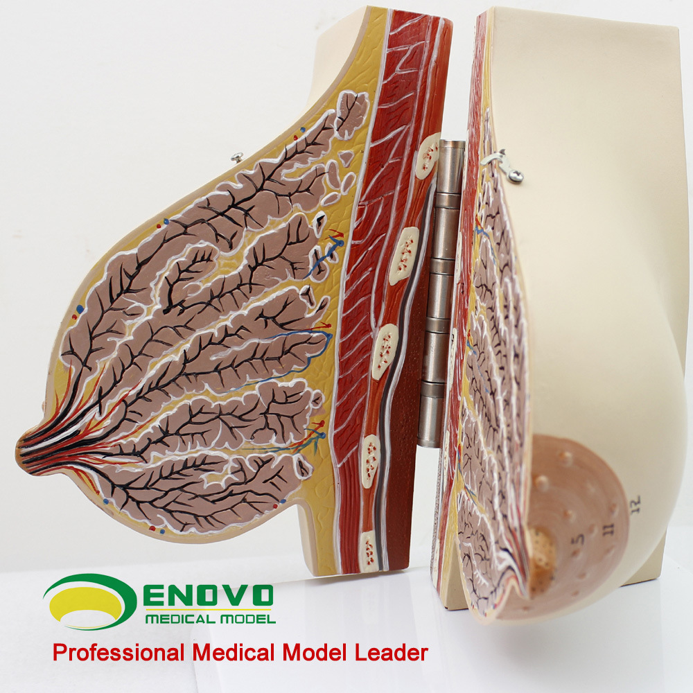 enovo颐诺女性哺乳期乳房模型乳腺解剖妇产科胸部美容催乳保姆