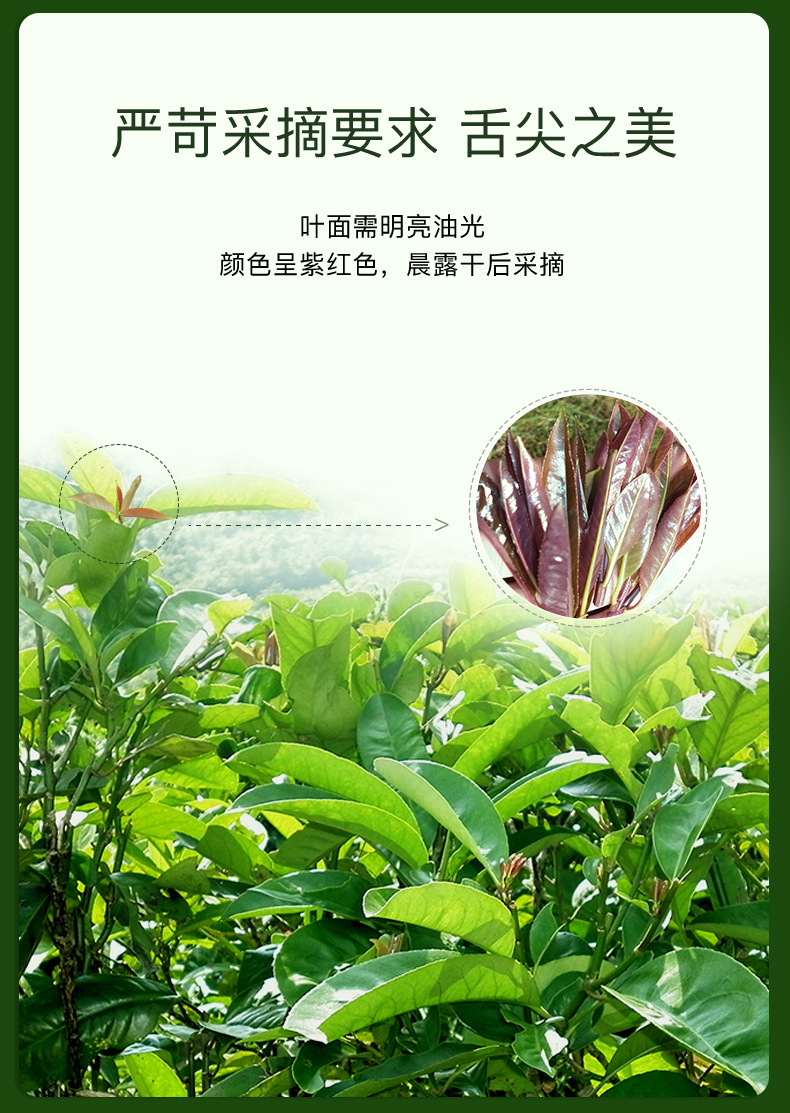 艺福堂花草茶叶 优质大叶苦丁茶 正宗海南优质大叶