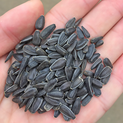 鸽粮 鹦鹉鸟食仓鼠粮鸟粮黑珍珠小黑瓜子/葵花子 油葵花籽5斤包邮