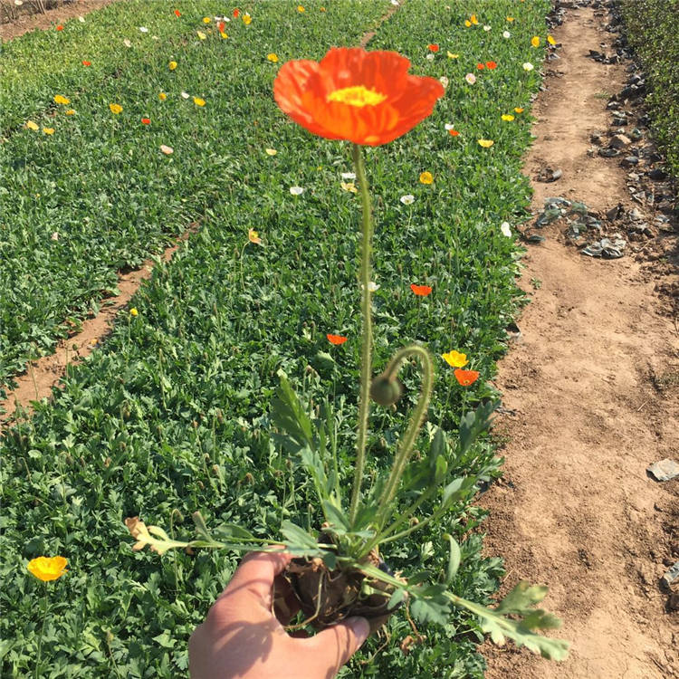 批发宿根花卉 冰岛虞美人 花海景观工程苗销售 冰岛虞美人价格