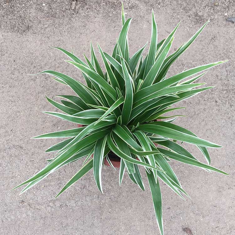基地直销金边银边吊兰盆栽庭院阳台植物绿植去甲醛之王花卉