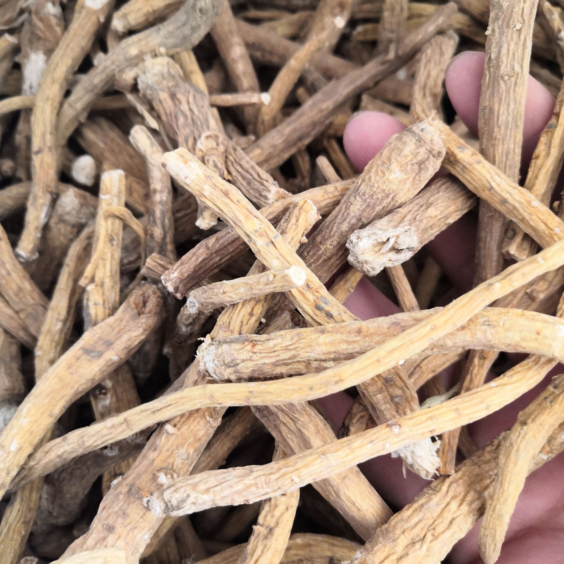 藏药雪参 中药材雪参 红毛阳参 刺参 雪条参 雪人参 批发零售