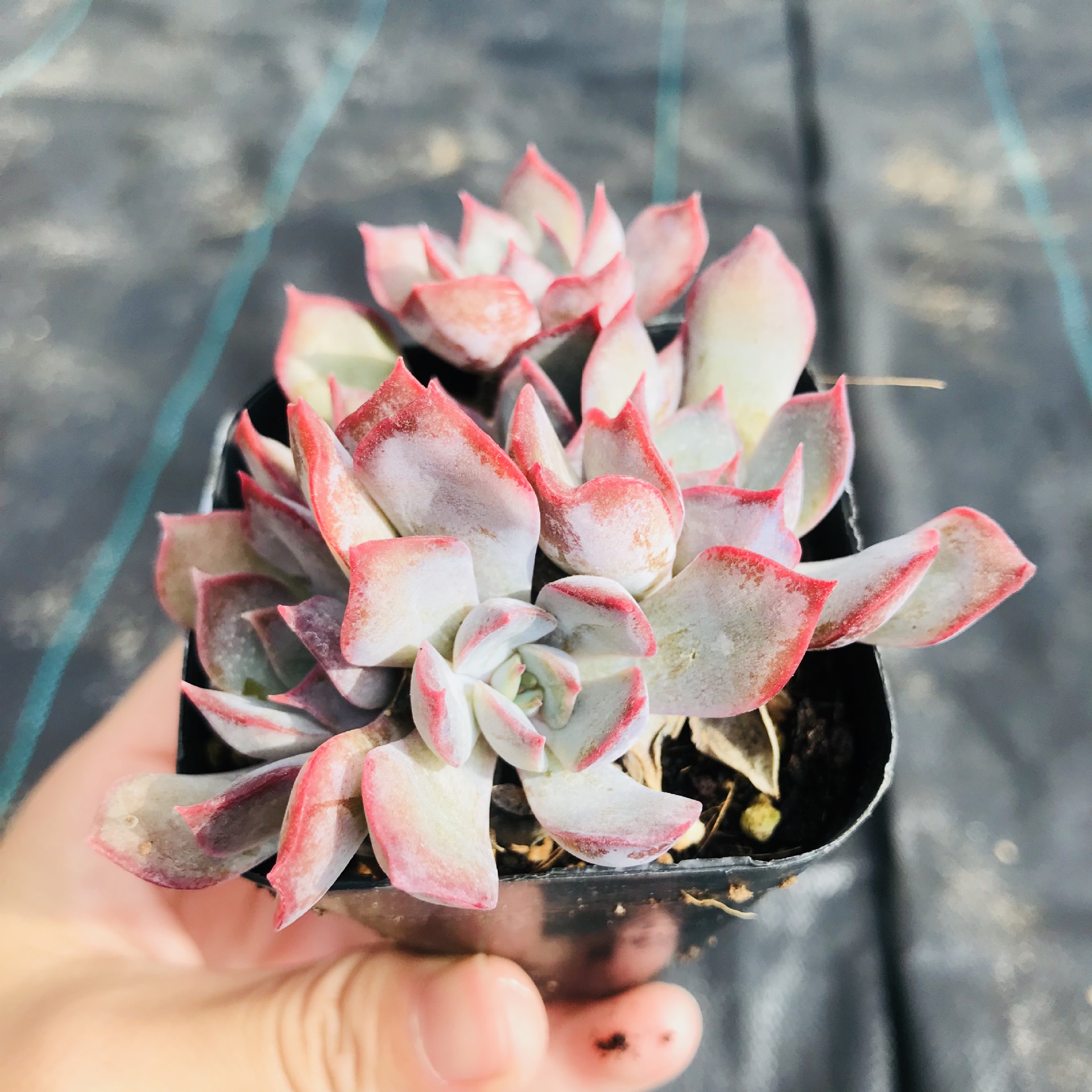 暗冰多头群生植物多肉盆栽批发室内桌面趣味小盆栽新手易养植物