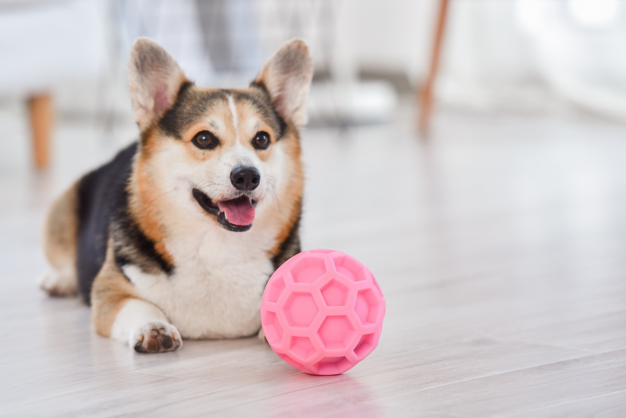 足球漏食球大号宠物狗狗玩具小狗解压弹力橡胶球狗玩具洁齿球批发