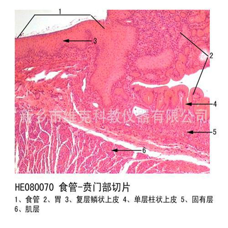 食道横切猪消化系统组织与胚胎动植物切片标本显微镜观察玻片
