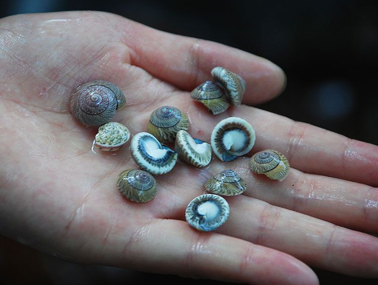 月螺 迷你小海螺黑色杂纹螺蜗牛螺 微景专用海螺 粘帖贝壳的材5mm