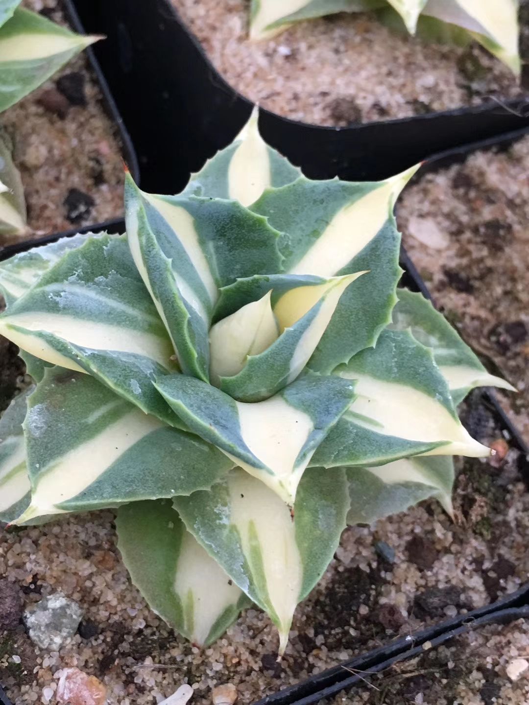 王妃雷神黄中斑 龙舌兰 盆栽多肉花卉植物雷神锦 王妃雷神锦