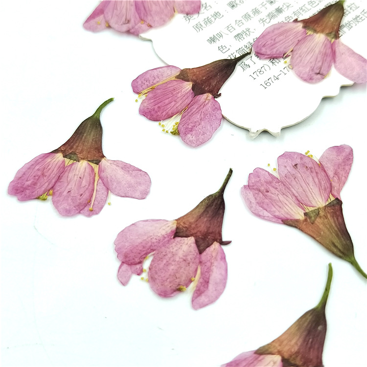 侧压樱花 干花押花压花台灯儿童亲子diy手植物标本书签花瓣装饰
