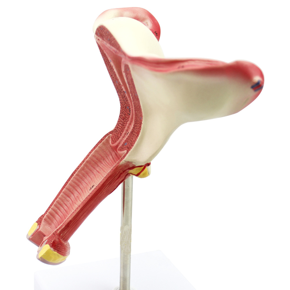 海医(heymodel)女性内生值器阴道子宫解剖模型子宫模型女性模型