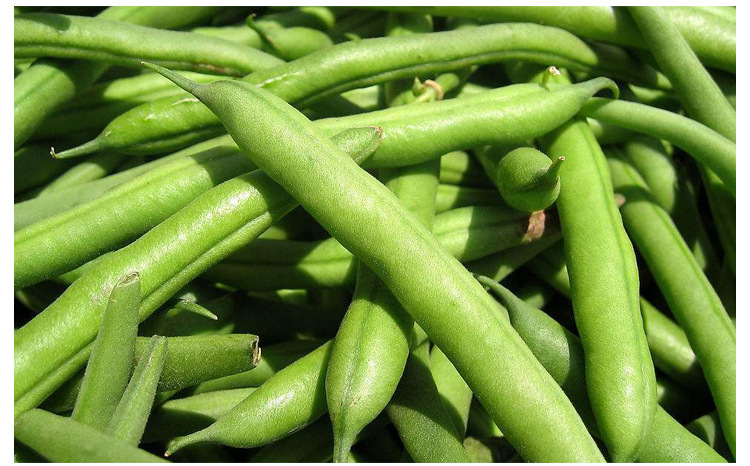 早熟美国无架豆种子四季豆种子地豆种子矮生不用搭架庭院蔬菜种孑