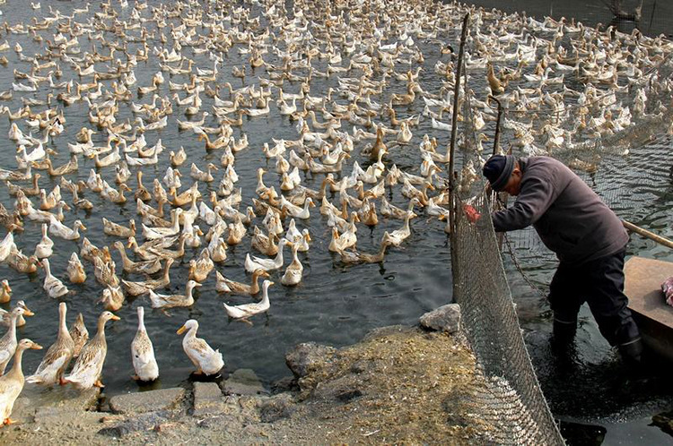 发酵豆渣饲料喂鸭用的em菌发酵剂哪里能买到